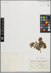 Foto von Salix livida Wahlenb.